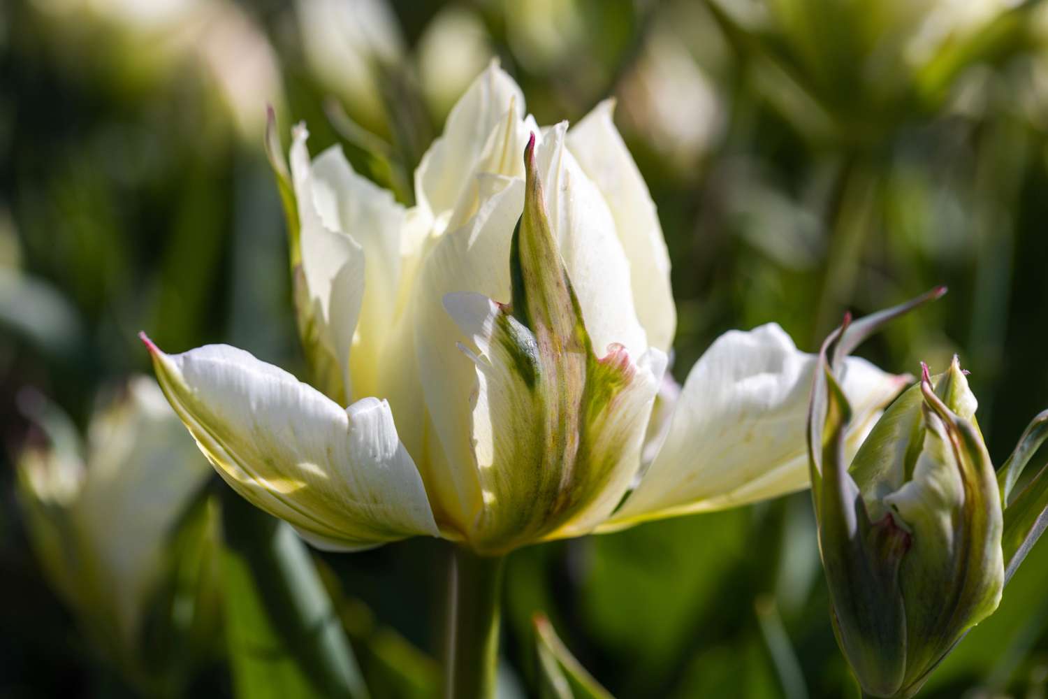 'Tulppaani 'White Valley'